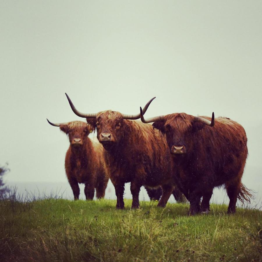 Lochview Corran (Lochaber, Highlands)